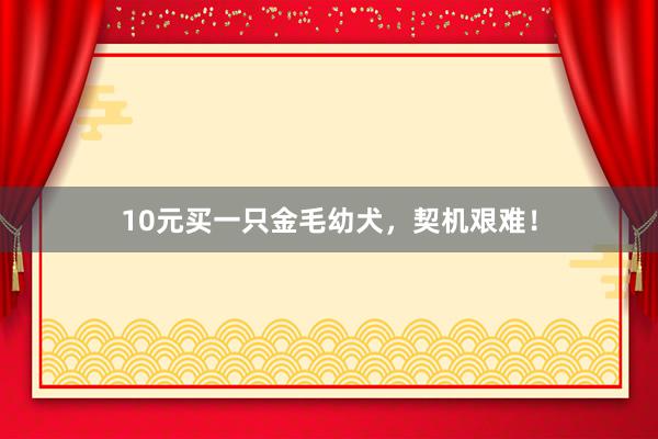 10元买一只金毛幼犬,契机艰难!